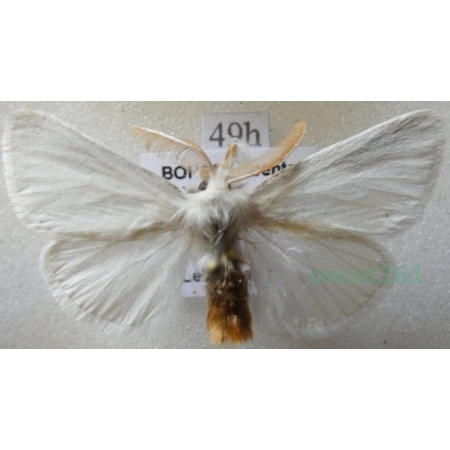 Euproctis chrysorrhoea (Linnaeus, 1758) male Kuprówka rudnica Czech49h